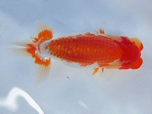 志摩紅鱗会　第二回研究会　西大関　宮脇　洋　松阪市
