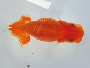 志摩紅鱗会　第二回研究会　立行司　岩田　実　伊勢市