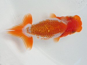 志摩紅鱗会　第二回研究会　取締一　井上公博　熊本市