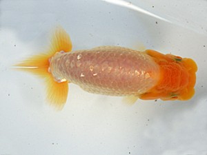 志摩紅鱗会　第二回研究会　取締二　林　万貴　志摩市