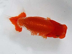 清水らんちゅう会　当歳魚研究会　東大関　栗田伸男
