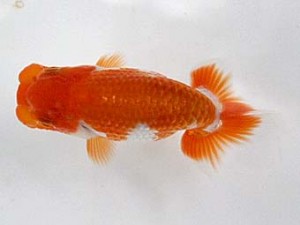 清水らんちゅう会　当歳魚研究会　立行司　竹山幸伸
