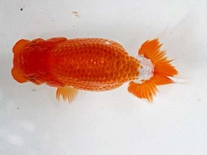 清水らんちゅう会　当歳魚研究会　東取締　村上誠明
