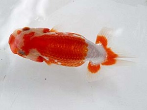 清水らんちゅう会　当歳魚研究会　西取締　永野昌一