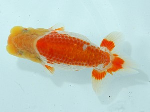 静岡らんちう同好会　第二回研究会　第一位　荻島裕之