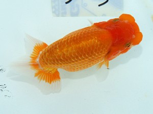 静岡らんちう同好会　第二回研究会　第二位　石田道夫