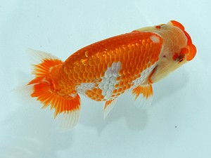 静岡らんちう同好会　第二回研究会　第三位　石田道夫