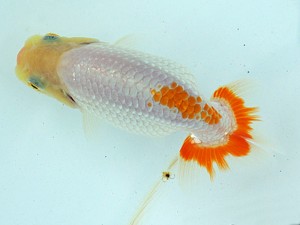 静岡らんちう同好会　第二回研究会　第四位　松本芳夫