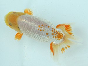 静岡らんちう同好会　第二回研究会　第五位　吉川一夫