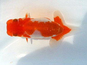 湘南らんちゅう会　研究会　3位　大八木　弘 