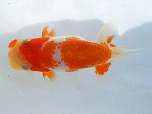 湘南らんちゅう会　研究会　4位　八矢貞亮 