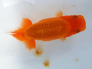 湘南らんちゅう会　研究会　5位　大八木　弘 