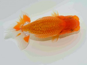 天狗會　第三回研究会　特選2　中村健一