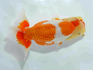 天狗會　第三回研究会　特選3　須田友一郎