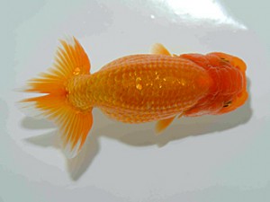 天狗會　第三回研究会　特選4　町田　伸