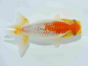 天狗會　第三回研究会　特選5　荘司三郎