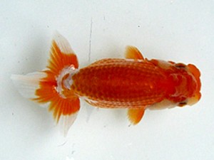 若葉会　第二回研究会　1位　大久保敏男
