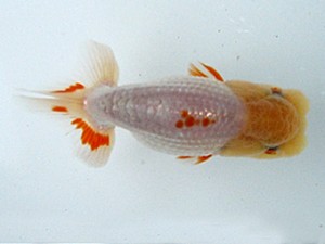 若葉会　第二回研究会　2位　清田良也