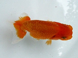 若葉会　第二回研究会　3位　清田良也