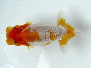 若葉会　第二回研究会　5位　鈴沖一盛