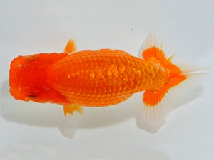 山梨錦城会　研究会　一位　林部春雄
