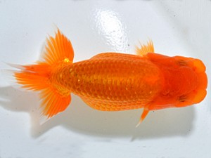 山梨錦城会　研究会　二位　山本政和
