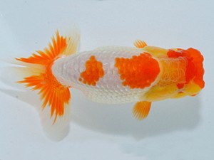 山梨錦城会　研究会　三位　浅川武信
