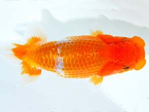 山梨錦城会　研究会　四位　木暮　實
