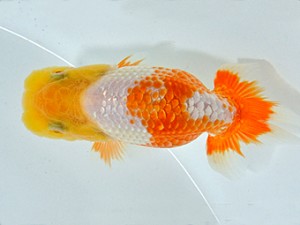 山梨錦城会　研究会　五位　小池直樹
