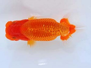 横浜観魚会　第三回研究会　2位　飯島紳一