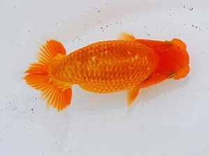 横浜観魚会　第三回研究会　3位　瀬野正樹