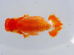 横浜観魚会　第三回研究会　4位　江藤芳一