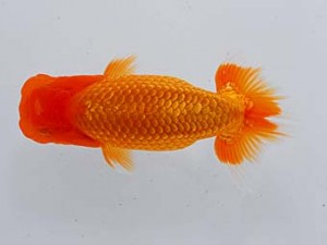 横浜観魚会　第三回研究会　5位　齋藤一成