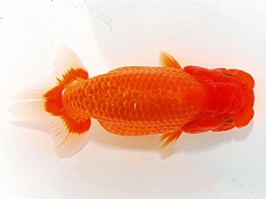 愛魚会　第三回研究会　一位　目黒康弘