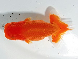 愛魚会　第三回研究会　二位　林　和明