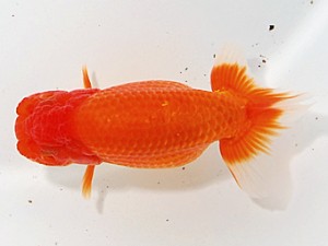 愛魚会　第三回研究会　三位　目黒康弘