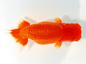 愛魚会　第三回研究会　四位　小泉順一