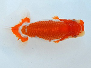 金魚文化連合会　当歳魚研究会　東大関　常滑市　杉江克己
