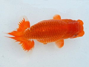 金魚文化連合会　当歳魚研究会　西大関　稲沢市　鎌田芳男
