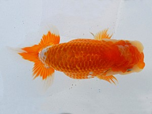 金魚文化連合会　当歳魚研究会　立行司　名古屋市　立松和三
