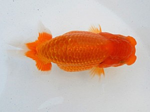 金魚文化連合会　当歳魚研究会　西取締　名古屋市　立松和三
