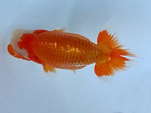 知多昇蘭会 西大関 小早川義幸 知多昇蘭会 西大関 小早川義幸