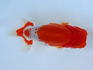 知多昇蘭会 立行司 可児伊和男 知多昇蘭会 立行司 可児伊和男