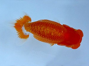 知多昇蘭会 取締一 内藤 治 知多昇蘭会 取締一 内藤 治