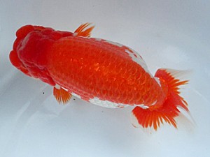 知多昇蘭会 東大関 高須一三 知多昇蘭会 東大関 高須一三