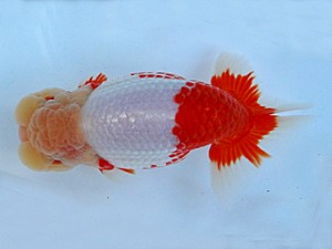 知多昇蘭会 取締一 稲葉信泰 知多昇蘭会 取締一 稲葉信泰