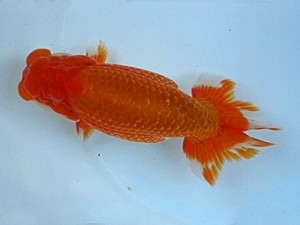 知多昇蘭会 取締二 宇野正志 知多昇蘭会 取締二 宇野正志