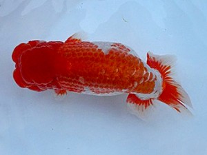 知多昇蘭会 東大関 内藤洋和 知多昇蘭会 東大関 内藤洋和