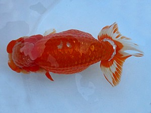 知多昇蘭会 西大関 高須一三 知多昇蘭会 西大関 高須一三