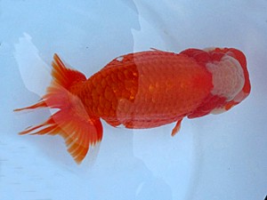 知多昇蘭会 立行司 高須一三 知多昇蘭会 立行司 高須一三